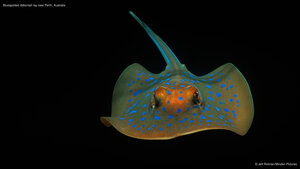 Bluespotted ribbontail ray near Perth, Australia