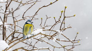 Une mésange bleue en hiver