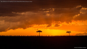 Blue wildebeest herd migrating at sunset, Maasai Mara National Reserve, Kenya