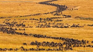 Blue wildebeest on the move for their annual migration in Maasai Mara, Kenya