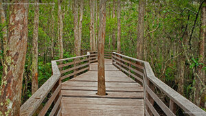 Boardwalk Trail at Corkscrew Swamp Sanctuary in Florida