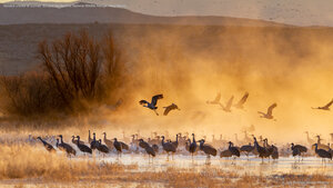 Sandhill cranes at sunrise, Bosque del Apache National Wildlife Refuge, New Mexico