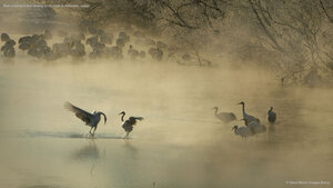 Red-crowned crane bowing to his mate in Hokkaido, Japan