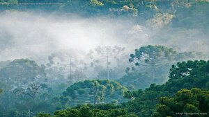 Brazilian pines in the Atlantic Forest for Brazil's Independence Day