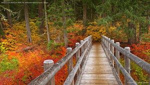 Bridge on the McKenzie River Trail, Willamette National Forest, Oregon