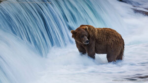 Brown bear in the Brooks River, Katmai National Park and Preserve, Alaska