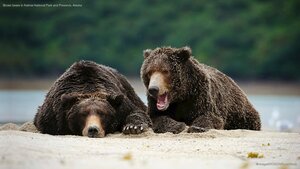 Brown bears in Katmai National Park and Preserve, Alaska