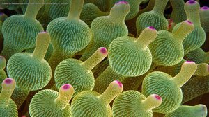 Bubble-tip sea anemone in the Great Barrier Reef off the coast of Australia