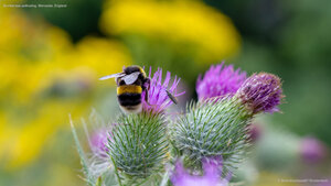 Bumble bee pollinating, Worcester, England