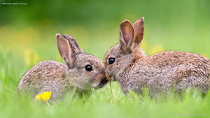 Wild baby rabbits in spring