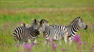 Burchell's zebras, Rietvlei Nature Reserve, South Africa