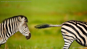 Burchell's zebra stallion chasing a rival in Rietvlei Nature Reserve, South Africa