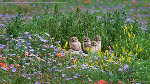 Burrowing owl chicks gaze out from among flowers near the Pawnee National Grassland in Colorado