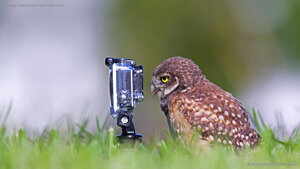 Burrowing owlet posing in Cape Coral, Florida