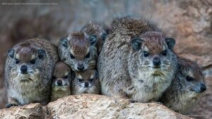 Bush hyrax colony in the Mara North Conservancy, Kenya