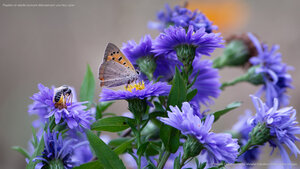 Papillon et abeille butinant délicatement une fleur aster