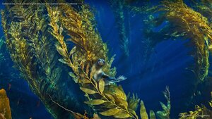 California sea lion in a forest of giant kelp near the Channel Islands of California