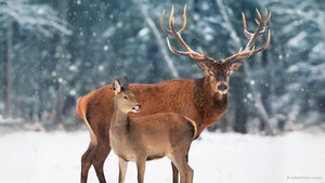 Red deer, Canada