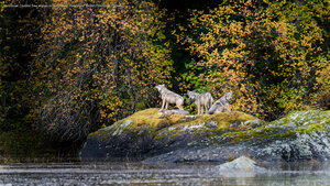 Vancouver Coastal Sea wolves in Great Bear Rainforest, British Columbia, Canada
