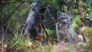 Canada lynx in Denali National Park, Alaska