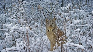 Canada lynx in Montana