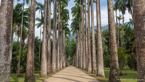 帝王棕榈树，里约热内卢植物园，巴西