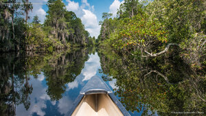 Canoeing in Okefenokee National Wildlife Refuge, Georgia