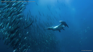 Cape gannet diving for fish off Port St. Johns, Wild Coast, Eastern Cape, South Africa