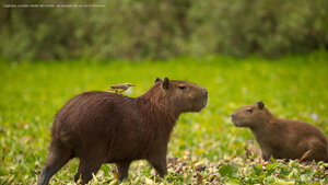 Capivara, o maior roedor do mundo, na margem de um rio no Pantanal