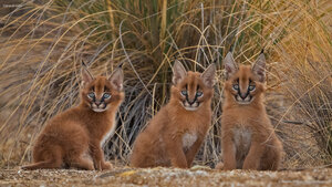 Caracal cubs