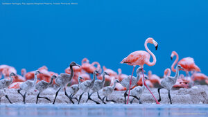 Caribbean flamingos, Ría Lagartos Biosphere Reserve, Yucatán Peninsula, Mexico