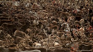Caribou in Kobuk Valley National Park, Alaska