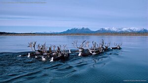 Caribou swimming across Alaska's Kobuk River during fall migration