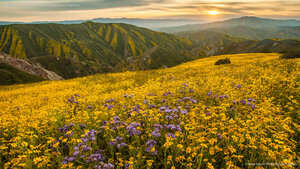 Superbloom in Carrizo Plain National Monument, California