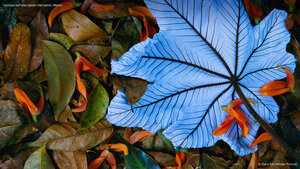 Cecropia leaf atop lobster claw petals, Mexico
