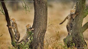 Cheetah cubs climbing acacia trees in the Ngorongoro Conservation Area, Tanzania