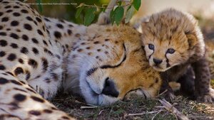 Cheetah mother and her week-old cub, Maasai Mara National Reserve, Kenya