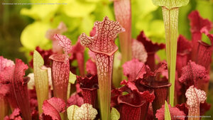 Carnivorous red and green pitcher plants at the Chelsea Flower Show