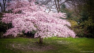 Cherry blossoms in Queen Elizabeth Park, Vancouver, Canada