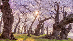 The National Cherry Blossom Festival in Washington, DC