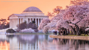 The Jefferson Memorial during the Cherry Blossom Festival, Washington, DC