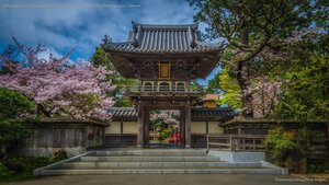 Cherry blossoms at the Japanese Tea Garden in Golden Gate Park, San Francisco, California