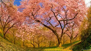 Cherry blossoms in Dumbarton Oaks Gardens, Washington, D.C.
