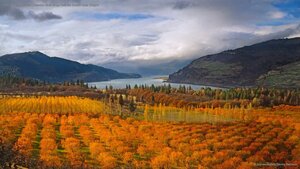 Cherry orchards in the Columbia River Gorge National Scenic Area, Oregon