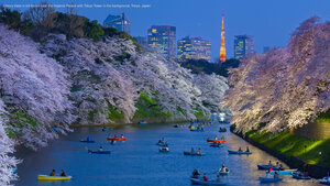 Cherry trees in full bloom near the Imperial Palace with Tokyo Tower in the background, Tokyo, Japan