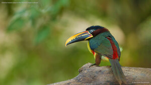 Chestnut-eared aracari in the Pantanal region of Brazil