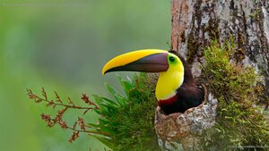Chestnut-mandibled toucan nesting in the cavity of a tree, Costa Rica