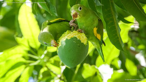 Periquito-de-encontro-amarelo em uma árvore de manga no Pantanal