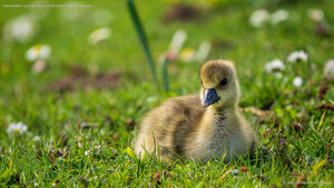 Gänseküken auf einer Wiese im Ahnepark, Vellmar, Hessen