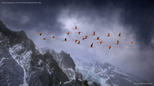 Chilean flamingos in Torres del Paine National Park, Chile